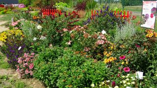 Parmi les thématiques 2021, les visiteurs des Summer Trials pourront trouver des plantes pour floraison en fin d’été. ©VH 